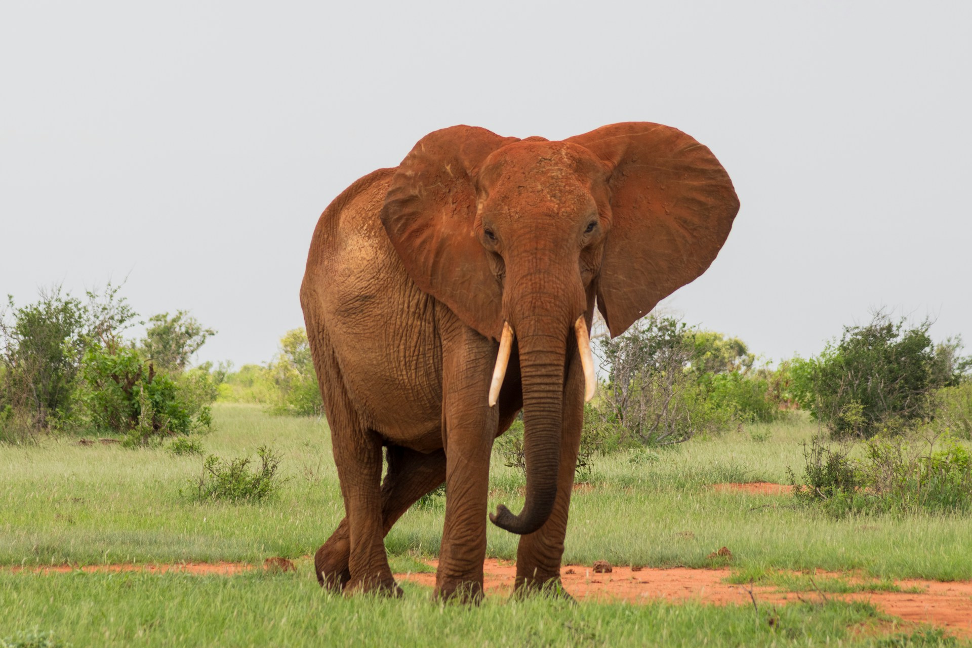 10 Days Tsavo West & East, Taita Hills, Amboseli, Lake Naivasha & Mara Safari